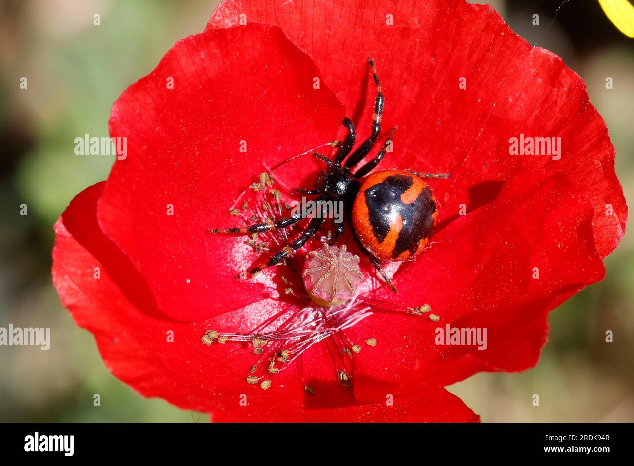 Südliche Glanz-Krabbenspinne, lauert auf Blüte auf Beute, südliche Glanzkrabbenspinne, Krabbenspinne, Synema globosum, Synaema globosum, Rote Krabbe spid Stockfoto