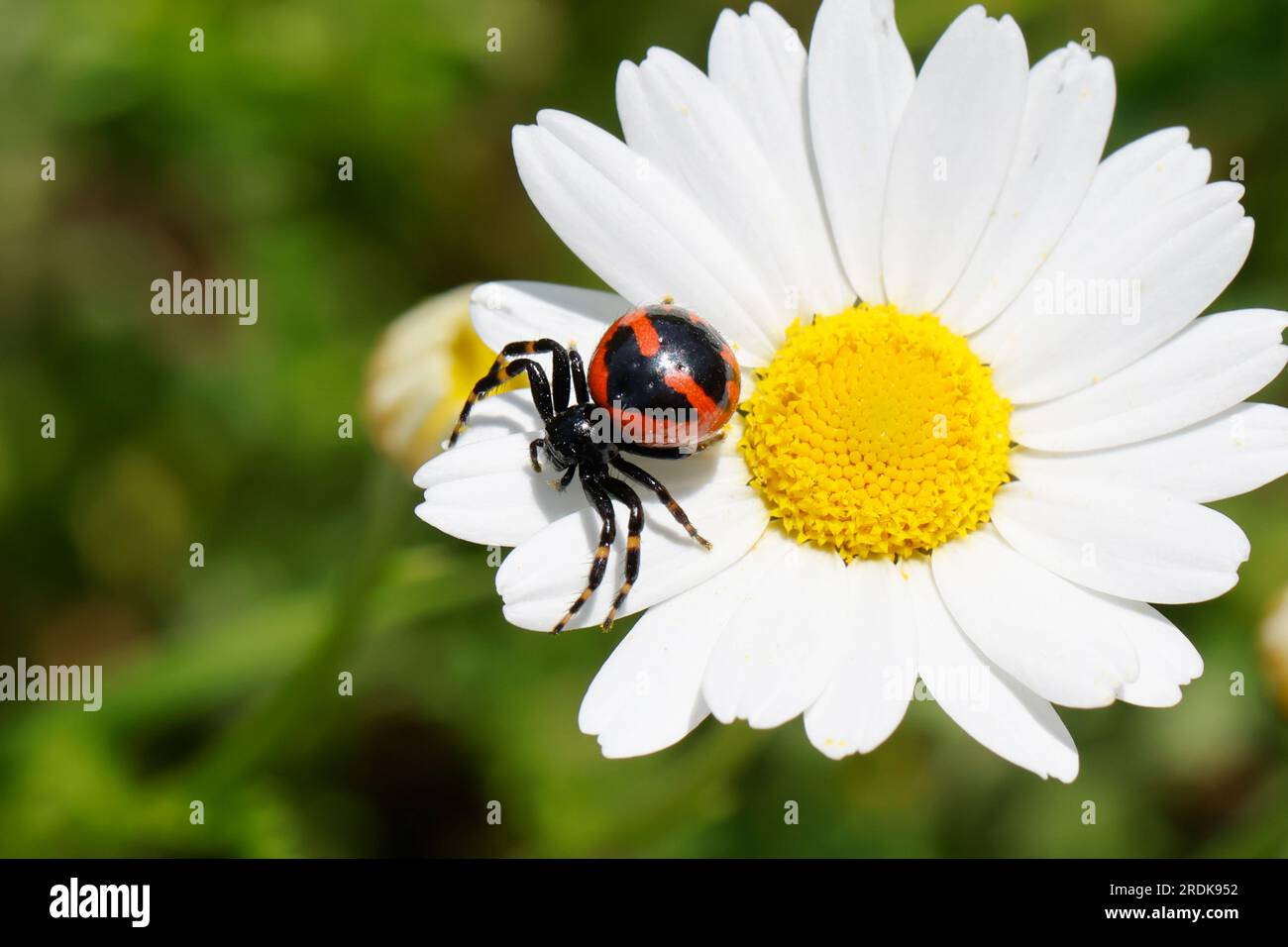 Südliche Glanz-Krabbenspinne, lauert auf Blüte auf Beute, südliche Glanzkrabbenspinne, Krabbenspinne, Synema globosum, Synaema globosum, Rote Krabbe spid Stockfoto