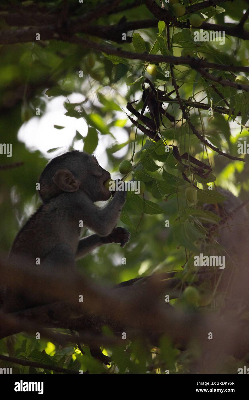 Kleiner Affe im Baum, der nach Obst sucht. Süßes kleines Tier, das auf dem Baum sitzt, Affen, Mombasa, Kenia Afrika Stockfoto