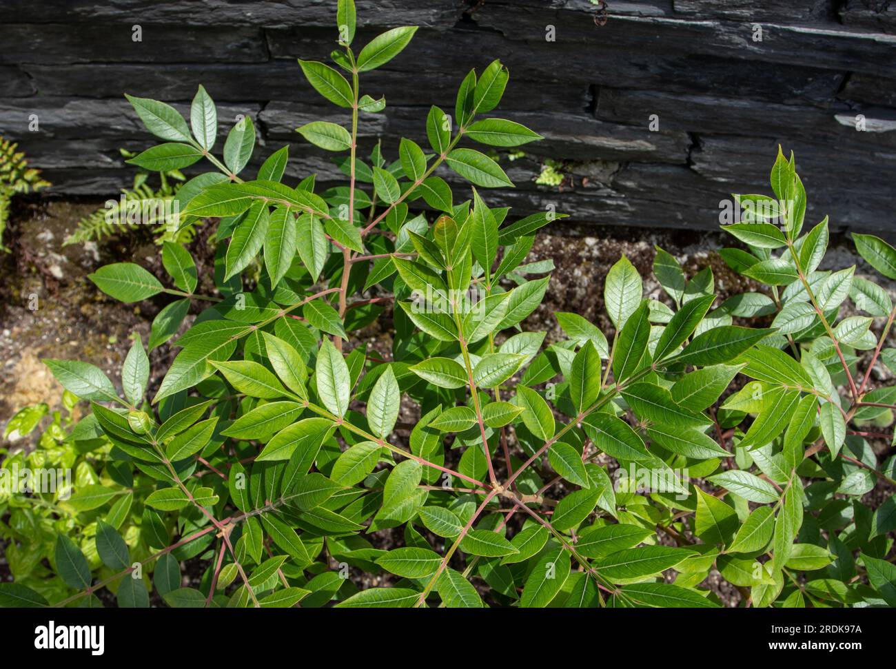 Rhus coriaria verlässt Nahaufnahme. Sizilianische Sumac-Ledergerbungsanlage. Stockfoto