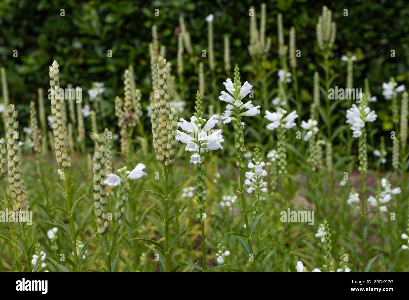 Physostegia virginiana oder gehorsame Pflanze mit weißen Blumen und Früchten Stockfoto