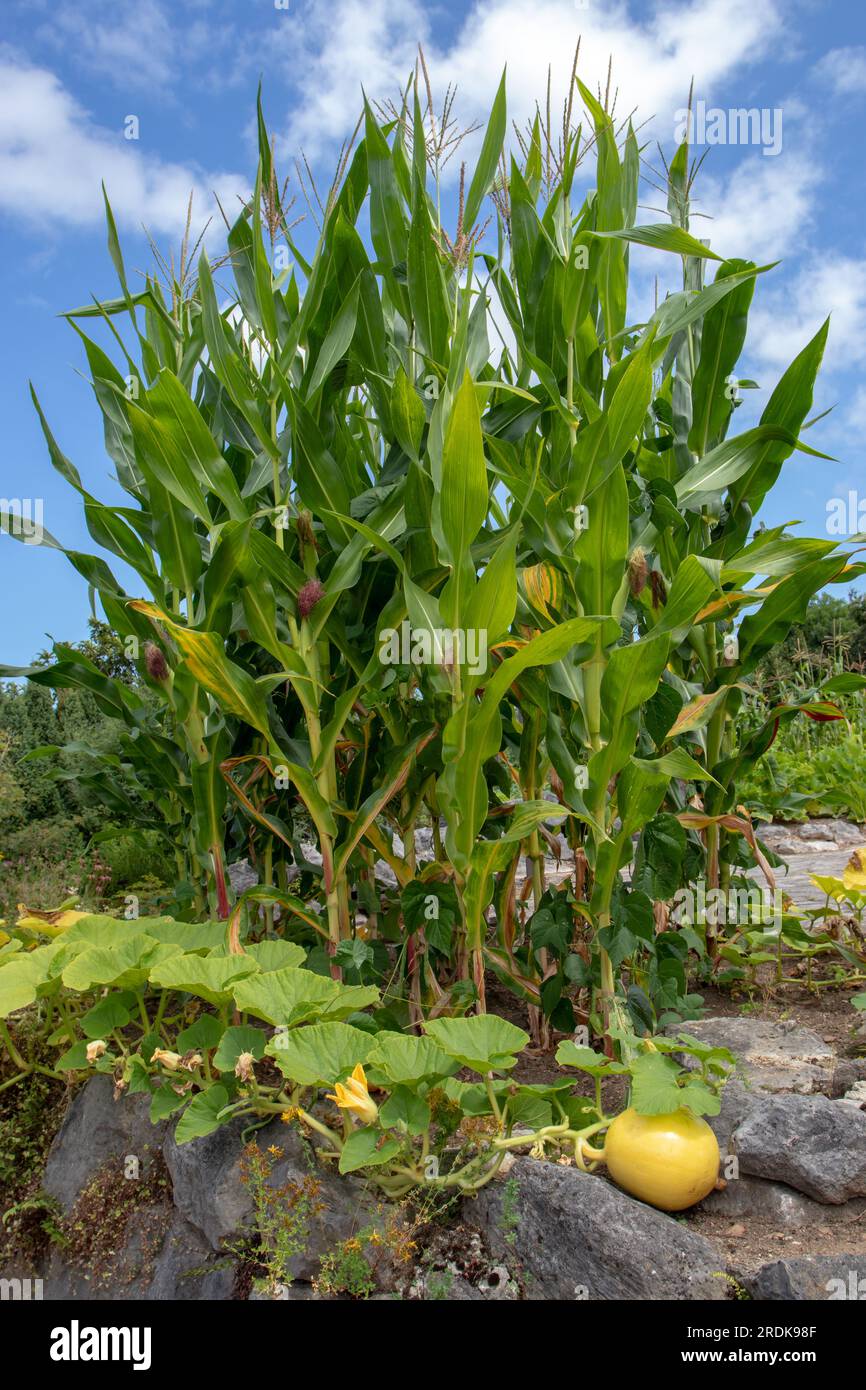 Garten der drei Schwestern. Wir Pflanzen Mais, Kürbis und Bohnen zusammen. Mais, Kürbis und Haricot im Gemüsebett. Stockfoto