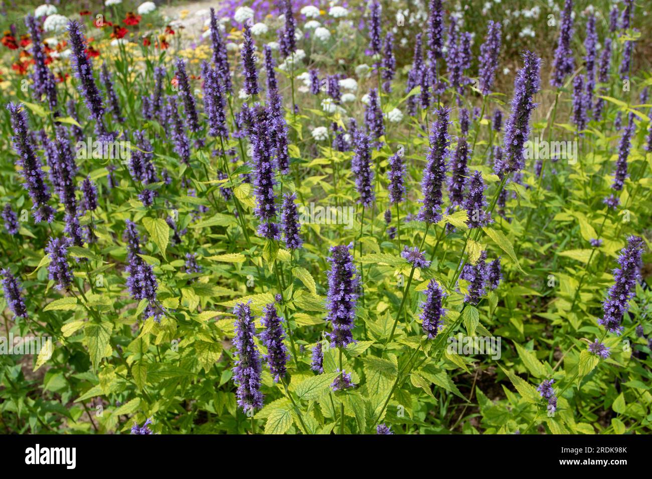 Agastache foeniculum oder Riesenblütenpflanze mit dunkelblauen Blütenspitzen. Stockfoto