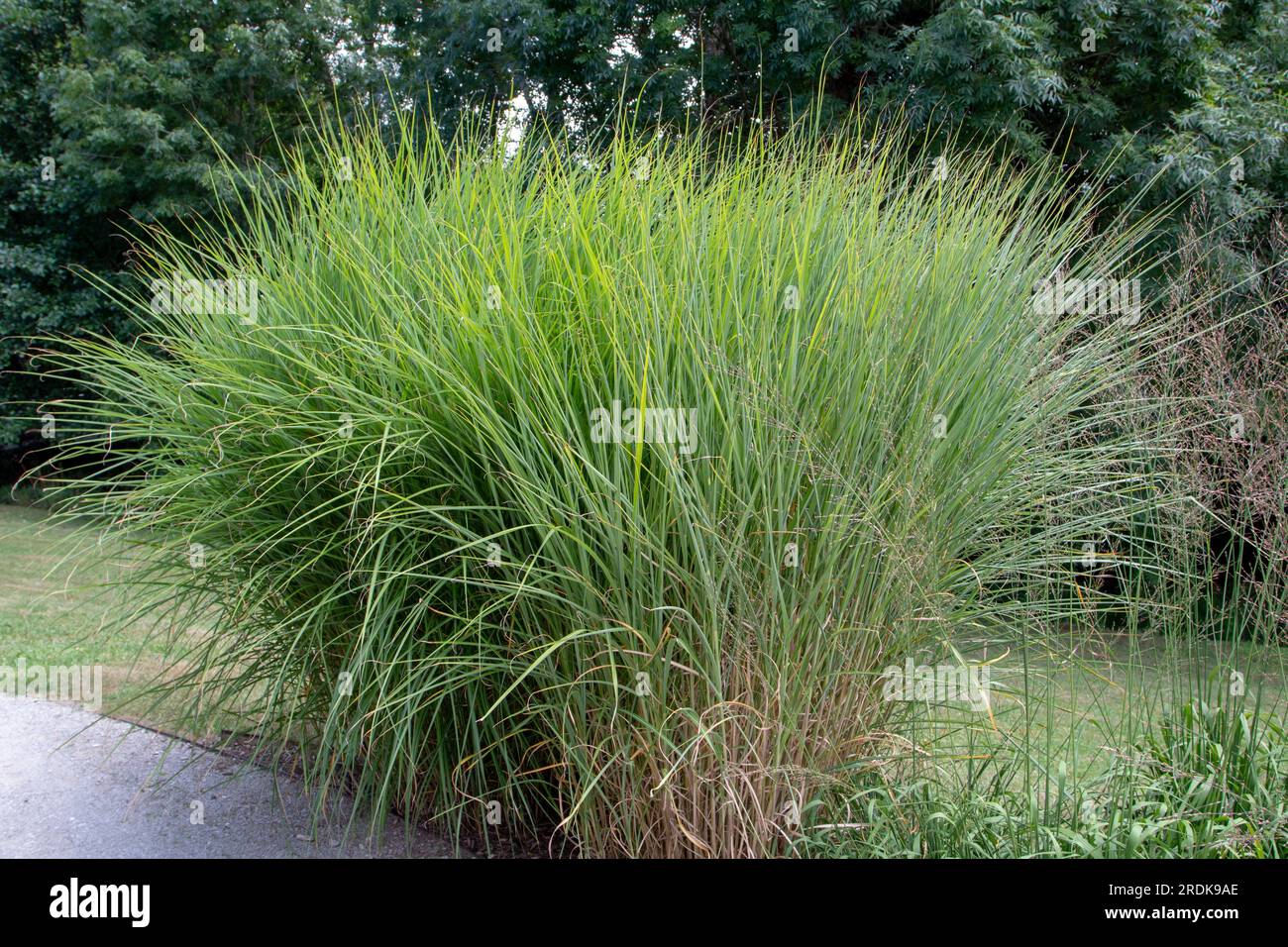 Molinia caerulea ssp. Ziergras caerulea variegata. Hohe Moorgraspflanzen. Stockfoto