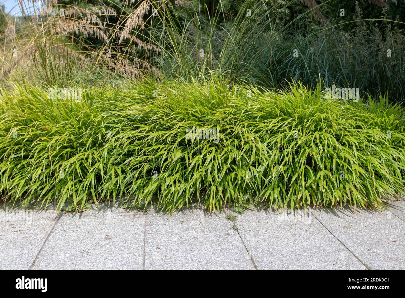 Hakonechloa macra oder hakone Gras oder japanische Waldgras Pflanzen umgeben den Gartensteinpfad Stockfoto