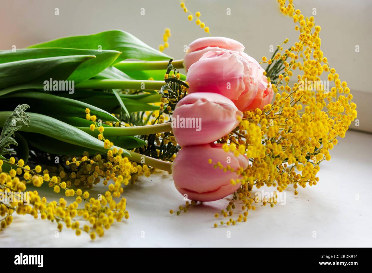 Heller Frühlingsstrauß aus Tulpen und Mimosablüten auf Weiß Stockfoto