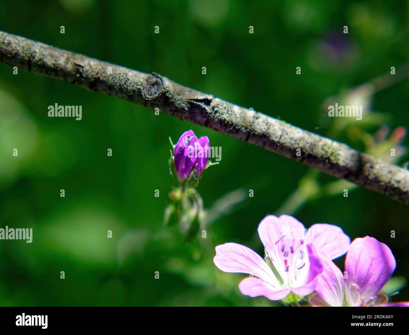 Kleine lila Blumen im Garten, im Sommer Stockfoto