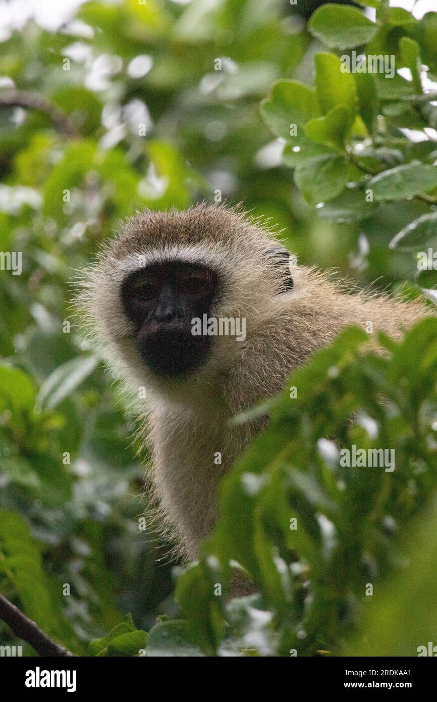 Affen-Bande in Kenia, Afrika. Affen übernehmen ein Hotel, Safari Lodge. Kleine Affen im Regen, Makaken-Affen Stockfoto