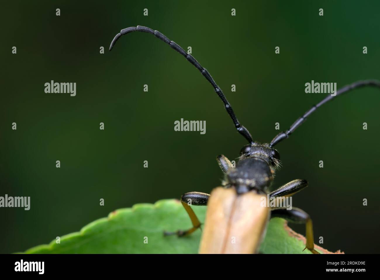 Rotbrauner Longhornkäfer (Stictoleptura rubra) krabbelt und ruht auf einem Blatt, Makrofotografie, Insekten, Artenvielfalt, Natur Stockfoto