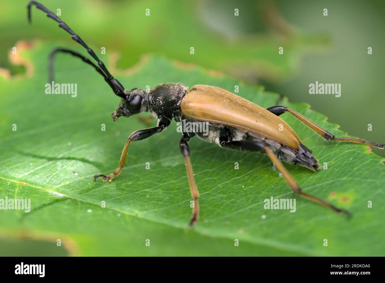 Rotbrauner Longhornkäfer (Stictoleptura rubra) krabbelt und ruht auf einem Blatt, Makrofotografie, Insekten, Artenvielfalt, Natur Stockfoto