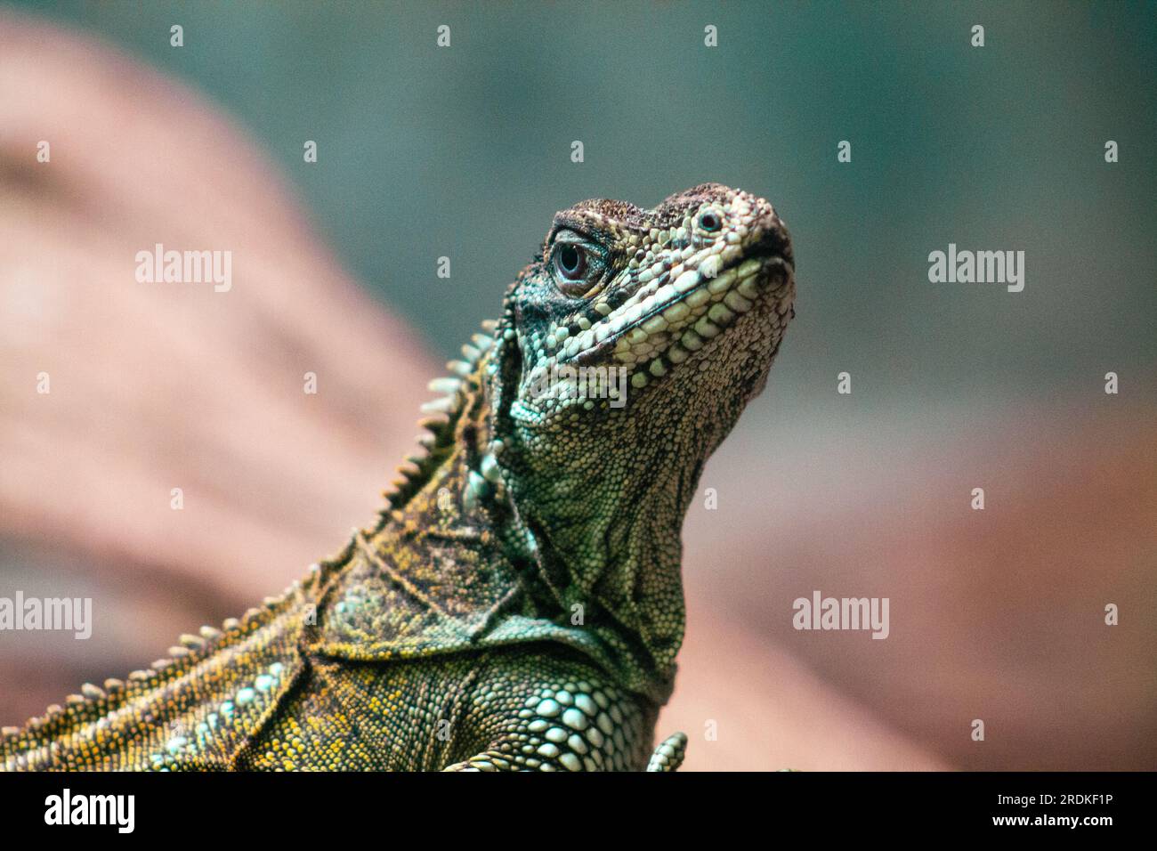 Nahaufnahme eines grünen Leguans auf einem Felsen in einem Zoo Stockfoto