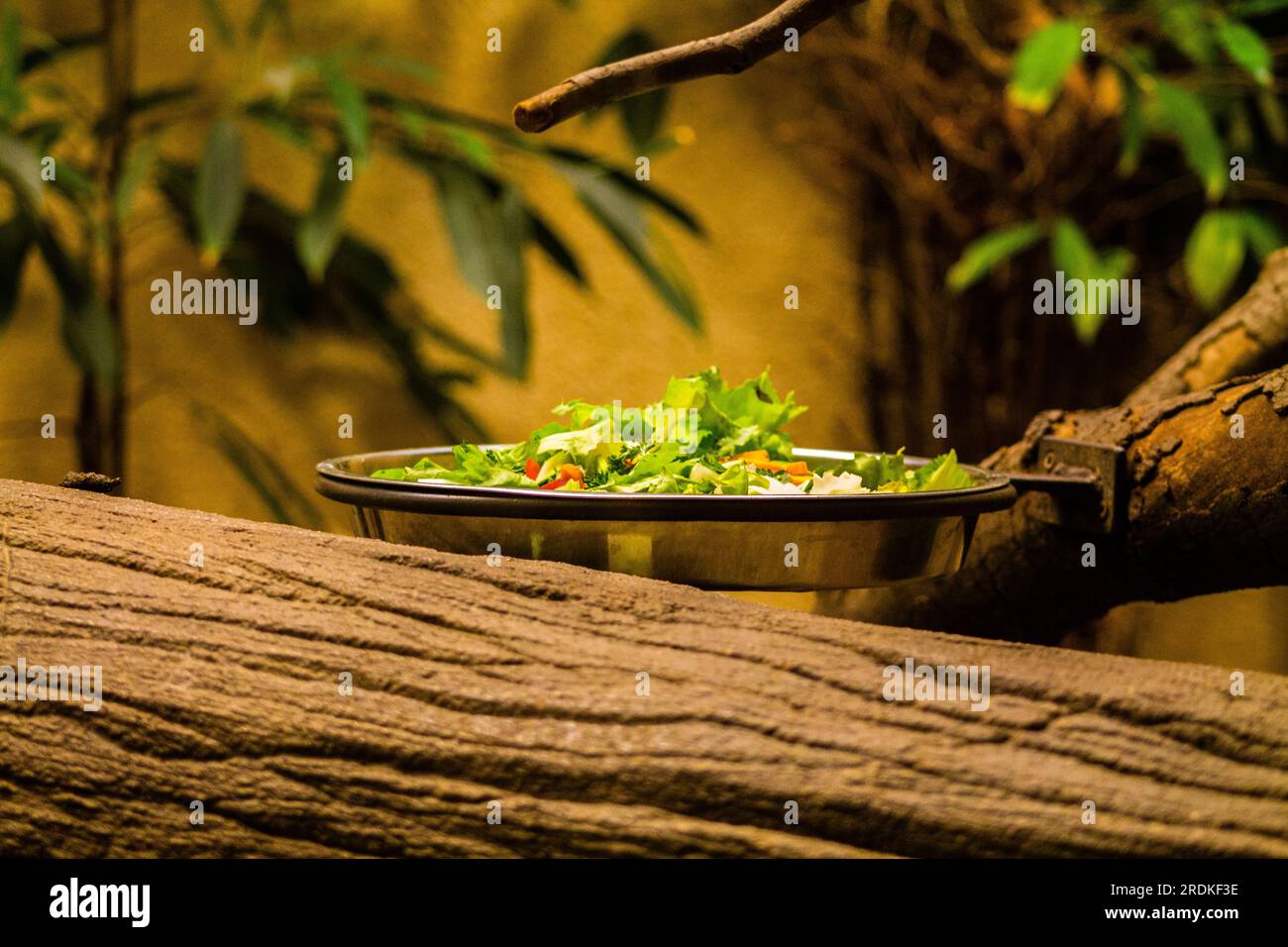 Salat in einer Schüssel auf Holzhintergrund. Selektiver Fokus. Stockfoto