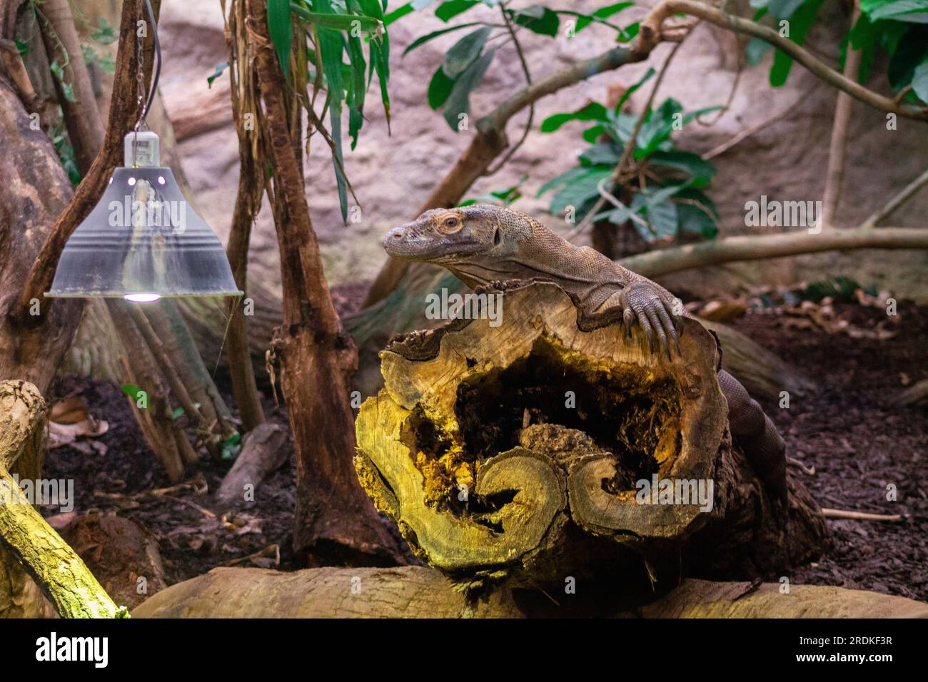 Komodo-Drache (Varanus komodoensis), auch bekannt als Komodo-Monitor. Stockfoto