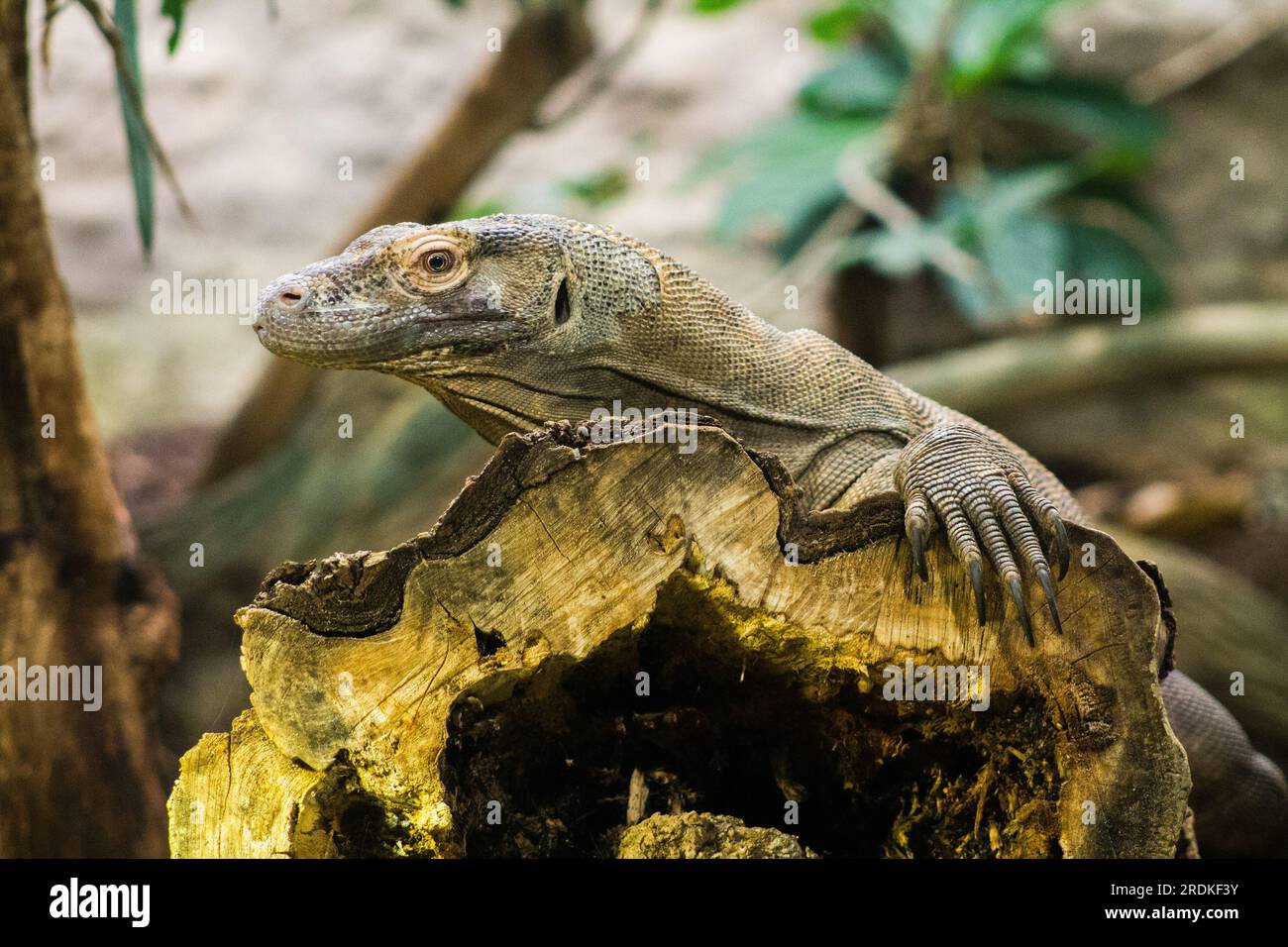 Varanus-Salvator, gemeinhin als Wassermonitor oder Varanus-Salvator bekannt. Stockfoto