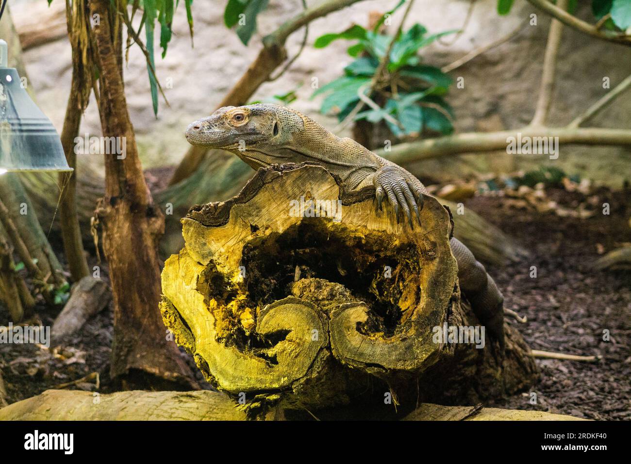 Varanus-Salvator, gemeinhin als Wassermonitor oder Varanus-Salvator bekannt. Stockfoto