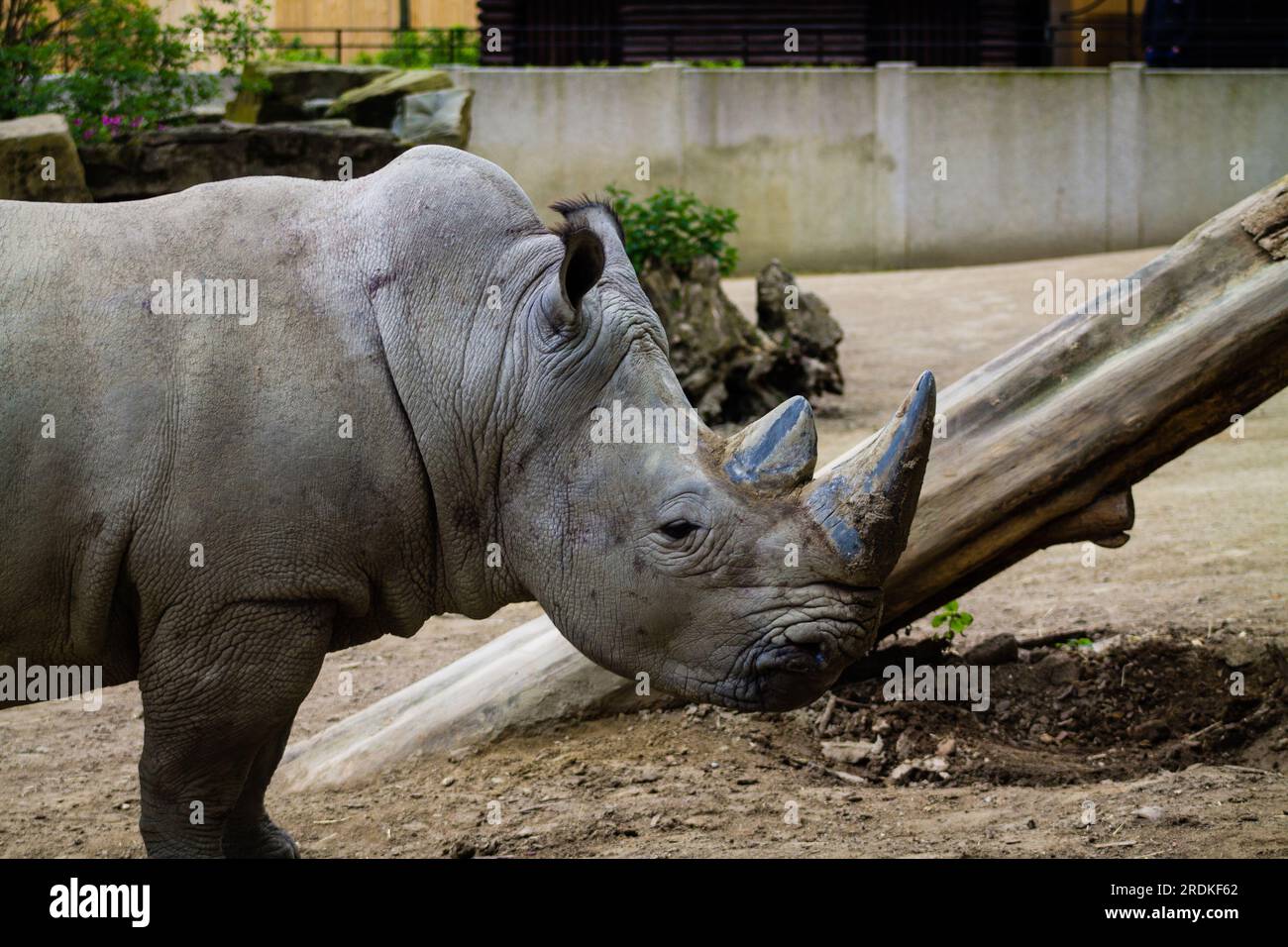 Weißes Nashorn im Zoo, Nahaufnahme des Fotos Stockfoto