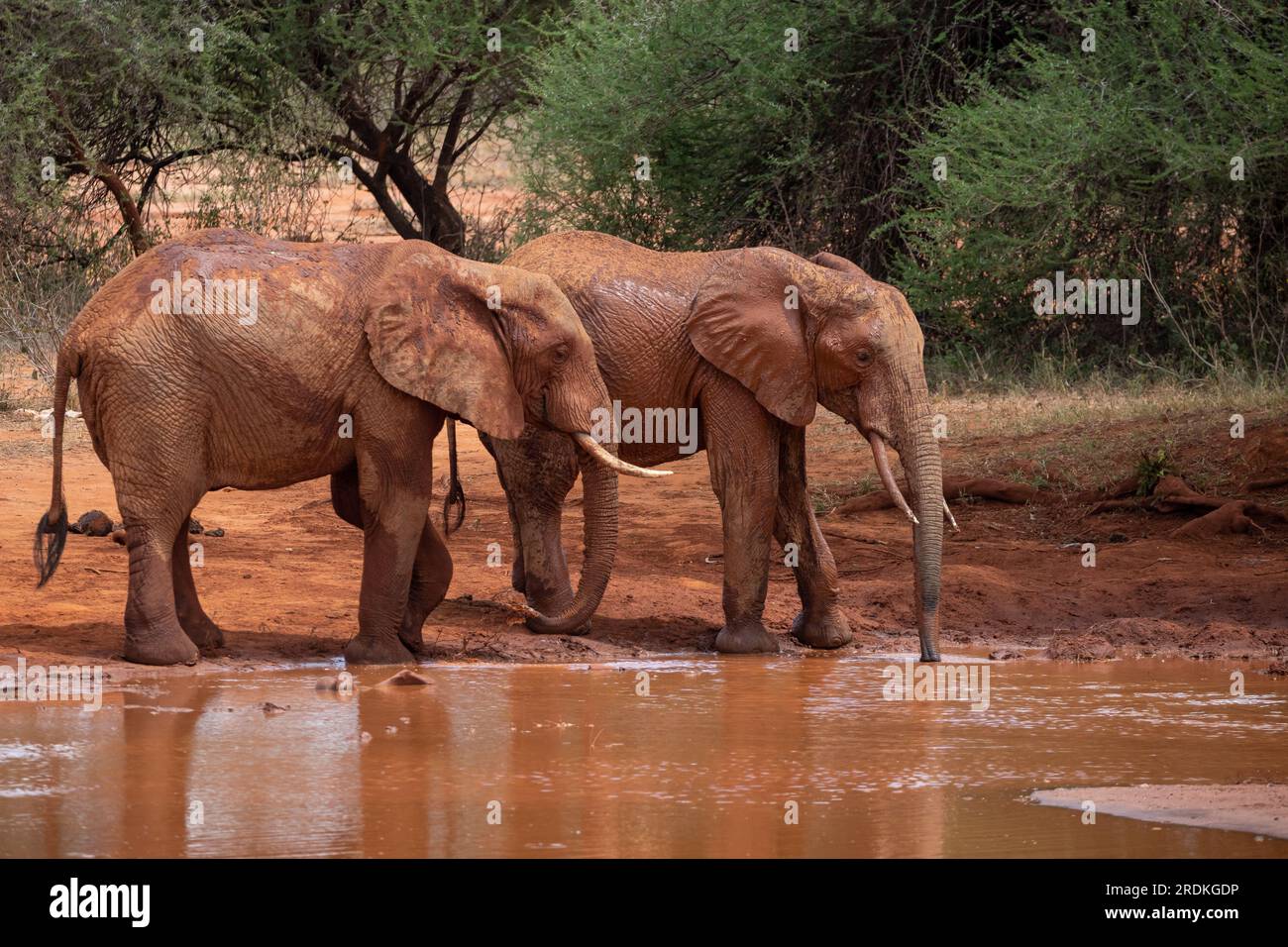 Elefanten in Kenia Afrika. Tiere aus einer Elefantenherde in Kenia. Sie durchstreifen die Savanne auf der Suche nach Wasser. Elefantenbaby mit Kindern und mothe Stockfoto