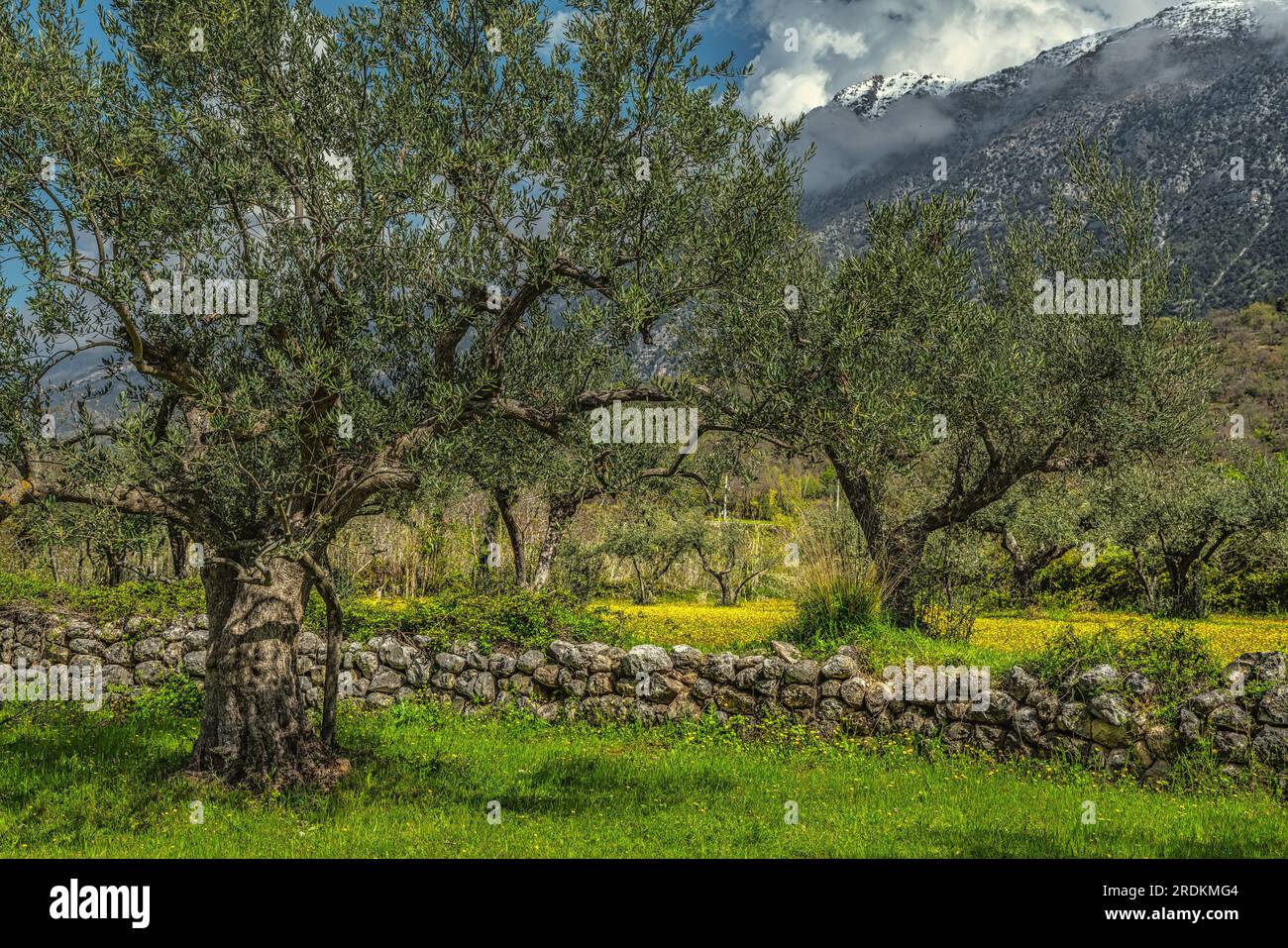 Mediterrane Olivenplantage mit alten Olivenbäumen und Steinmauer. Stockfoto