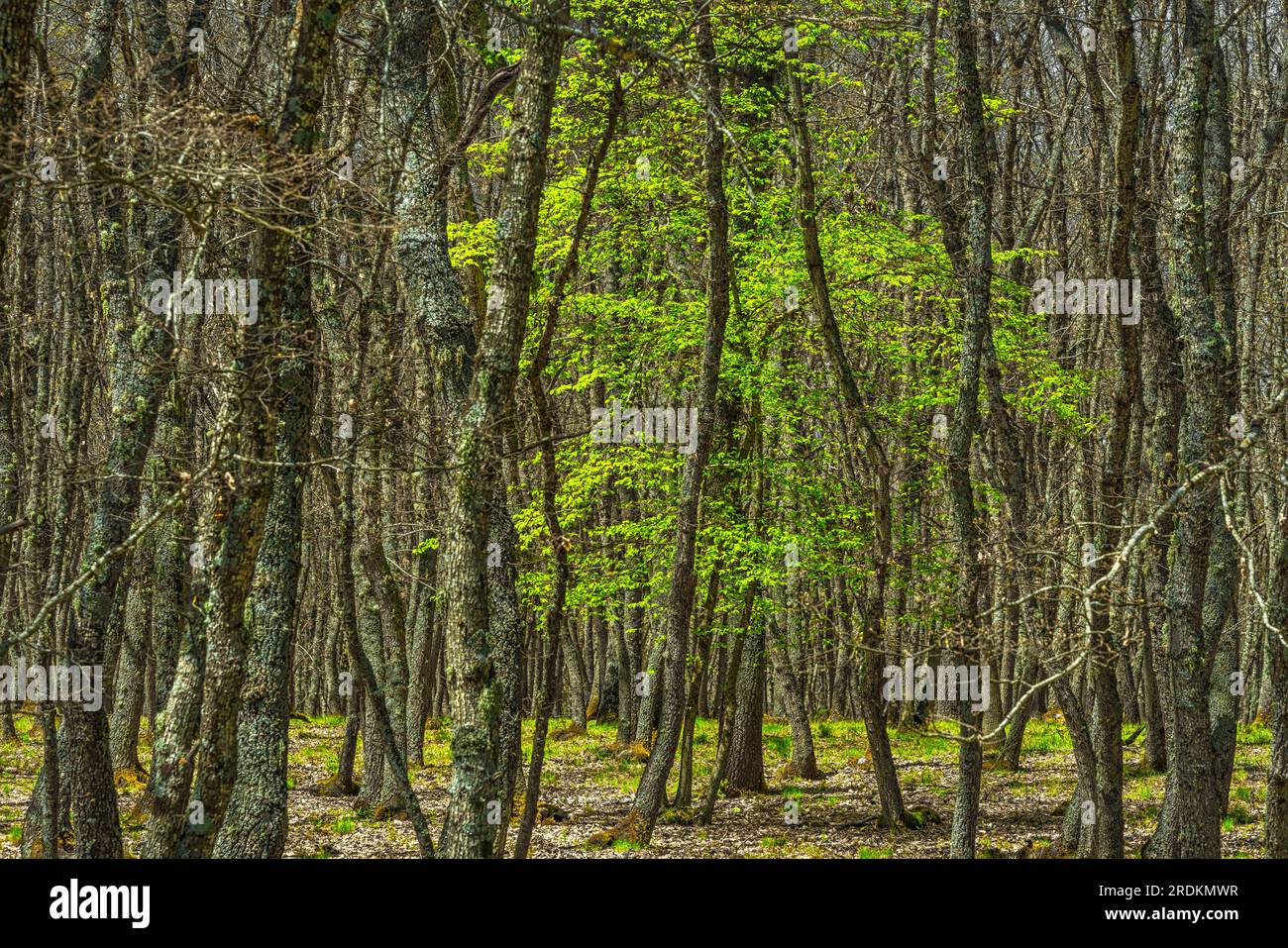 Im Wald junger Eichen, die von Blättern befreit sind, steht ein Baum mit hellgrünen Blättern. Abruzzen, Italien, Europa Stockfoto