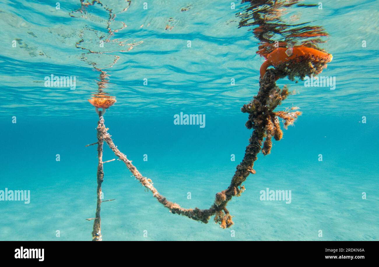 Eine alte, zerbrochene Seebooje, die mit Weichtieren und Unterwasservegetation an einem Seil unter Wasser im Meer überwuchert ist Stockfoto