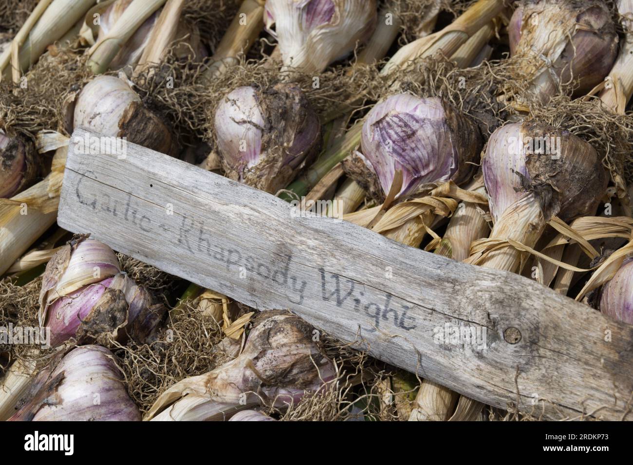 Geerntete Knoblauchknollen, Allium sativum, Rhapsody Wight mit Holzpflanzenetikett UK June Stockfoto