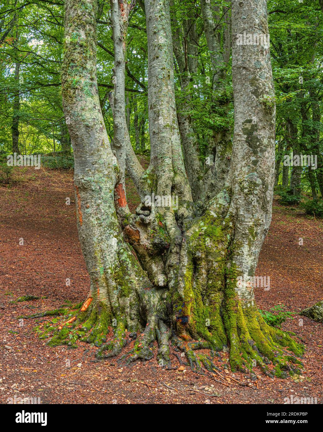 Unter den Felsen, die aus dem Boden hervorgehen, wachsen Buchen mit Moos und gefallenen Blättern. Naturschutzgebiet Bosco di Sant'Antonio, Pescocostanzo, Abruzzen Stockfoto