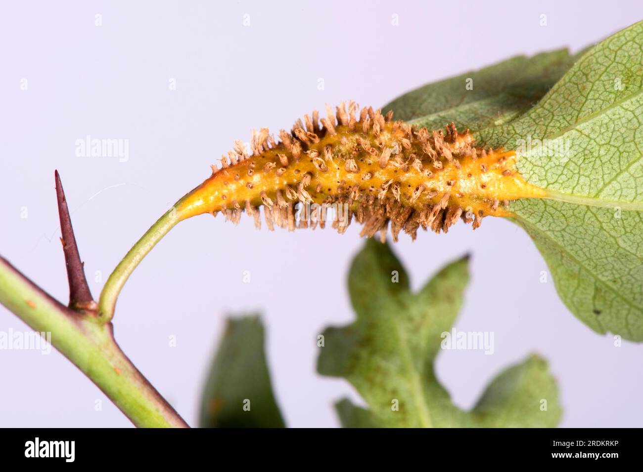 Hawthorn-Wacholderrost (Gymnosporangium sp.) Rostpusteln, Hörner und Schwellungen an Blättern, Petiolen und Stämmen des Weißdorns (Crataegus monogyna) Stockfoto