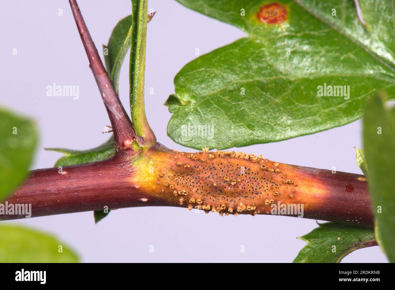 Hawthorn-Wacholderrost (Gymnosporangium sp.) Rostpusteln, Hörner und Schwellungen an Blättern, Petiolen und Stämmen des Weißdorns (Crataegus monogyna) Stockfoto