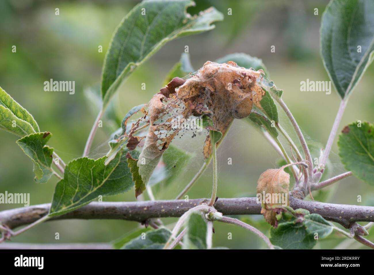 Raupen der Apfelminenmotte (Yponomeuta malinellus) in einem Larvennetz auf beschädigtem und skeletonisiertem Apfelblatt auf einem Obstbaum, Berkshire Stockfoto