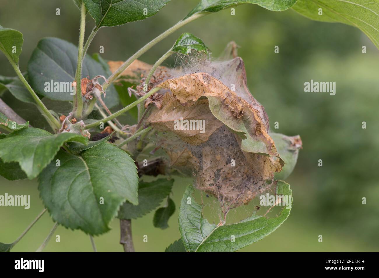 Raupen der Apfelminenmotte (Yponomeuta malinellus) in einem Larvennetz auf beschädigtem und skeletonisiertem Apfelblatt auf einem Obstbaum, Berkshire Stockfoto