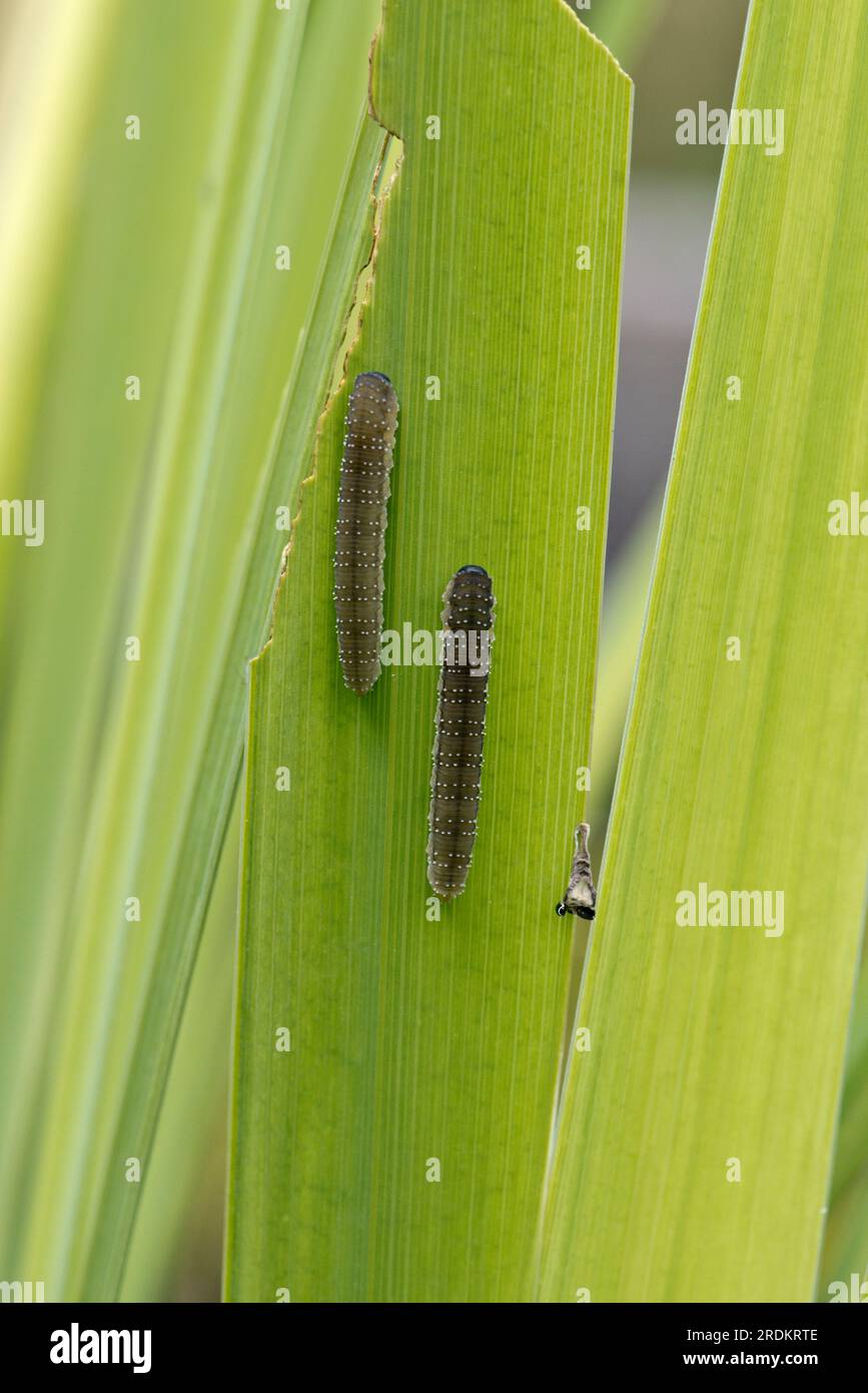 Larven von und Iris-Sägefliege (Rhadinoceraea micans), die sich an den Blättern einer gelben Iris (Iris pseudocorus), Berkshire, Juni, ernähren Stockfoto