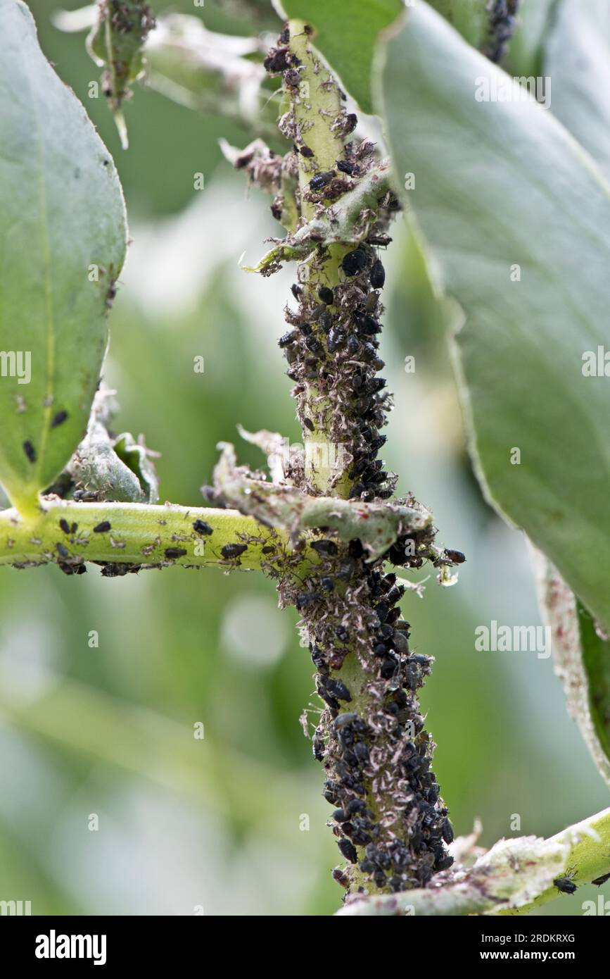Befall von Blattläusen aus schwarzen Bohnen (Aphis fabae), Pflanzen, die Schädlinge in der Nähe der Wachstumsspitze einer breiten Bohnenpflanze in einem Gemüsegarten, Berkshire, J. Stockfoto