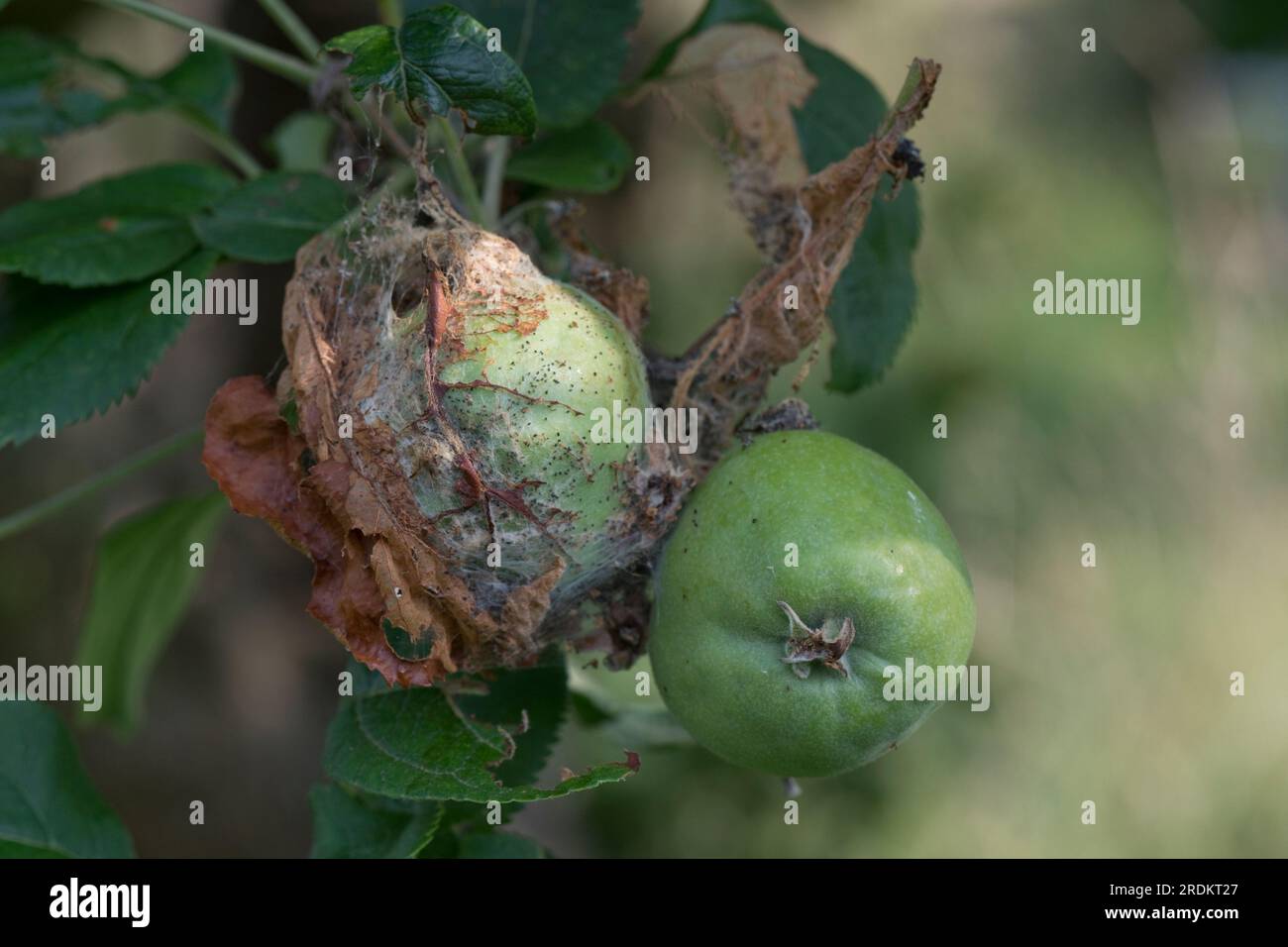 Schädigung und Netz der Apfelminenmotte (Yponomeuta malinellus) und des skelettierten Apfelblattes auf dem Obstbaum, Berkshire June. Stockfoto