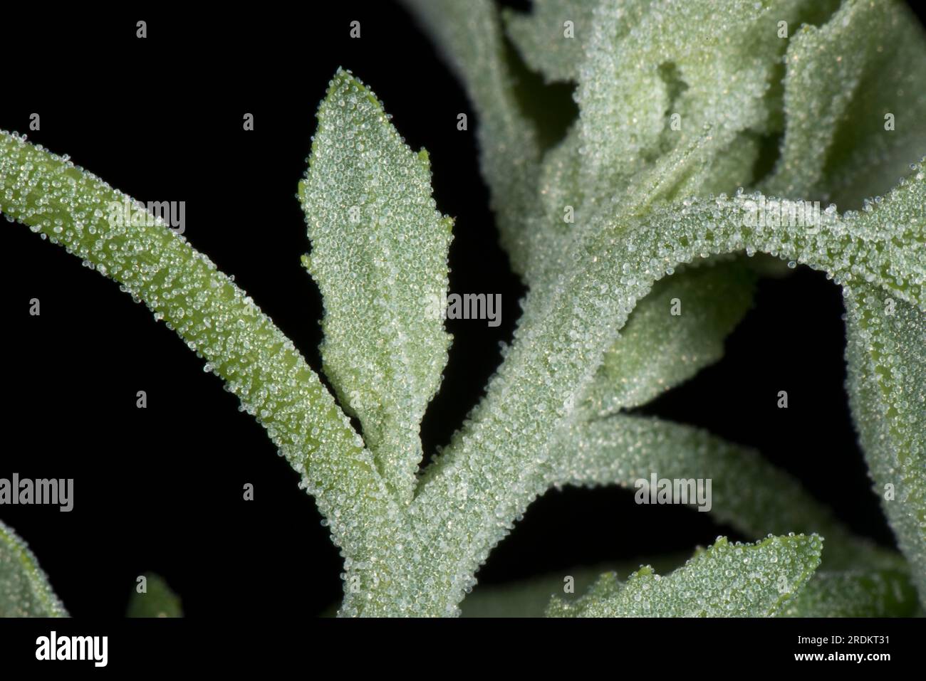 Junge Blätter einer fetten Henne, weißer Stachelfuß (Chenopodium Album) ein jährliches Unkraut, das mit wasserabweisendem, glänzend weißwachsbedeckten Vesikeln bedeckt ist Stockfoto