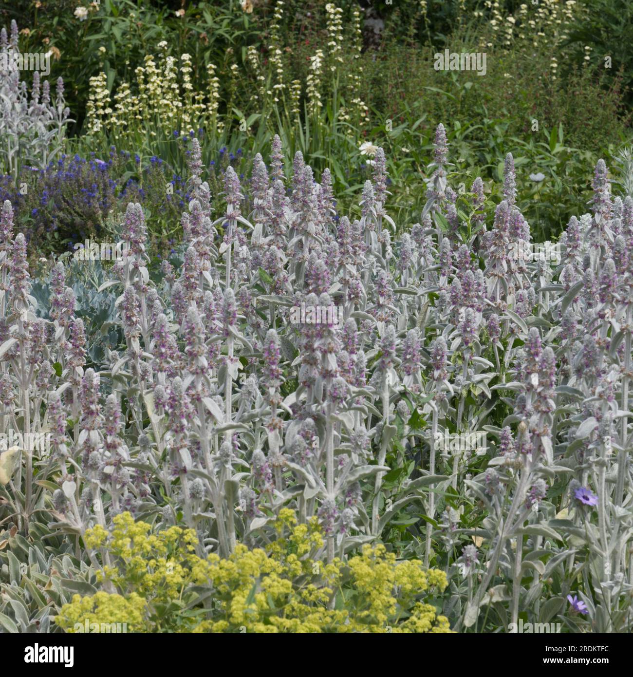 Silberne und violette Sommerblumen von Stachys byzantina, auch bekannt als Lammohr plus Alchimilla mollis und sisyrinchium im britischen Garten June Stockfoto