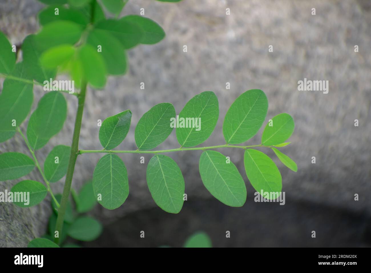 Phyllanthus tenellus ist eine krautige Pflanze aus der Familie der Leafflower, Phyllanthaceae. Sie wird gemeinhin als Maskareninsel-Blattblume bezeichnet. Stockfoto