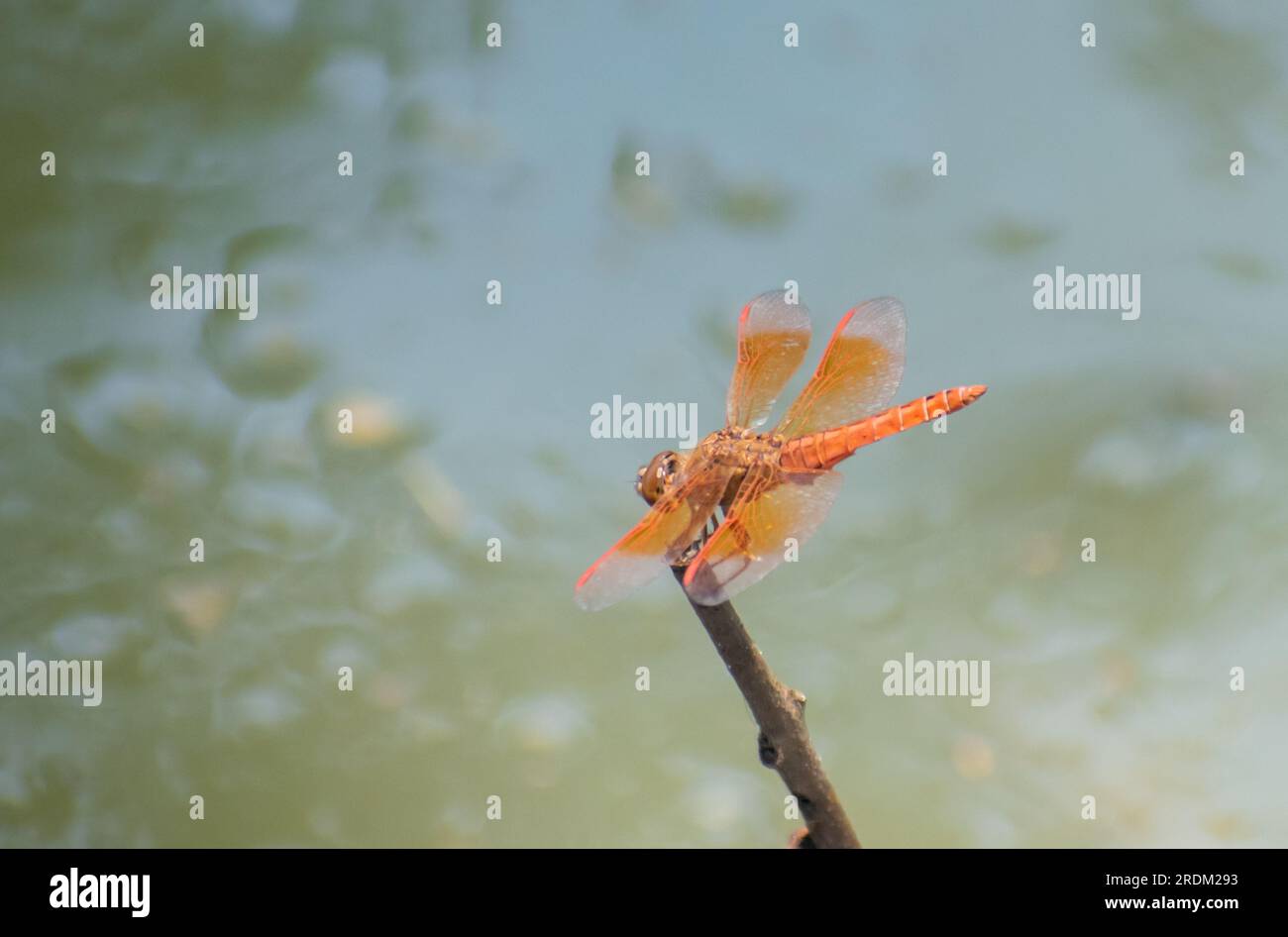 Grashüpfer sind eine Gruppe von Insekten, die zur Unterordnung Caelifera gehören. Grashüpfer sind typischerweise am Boden lebende Insekten mit mächtigen Hinterbeinen. Stockfoto