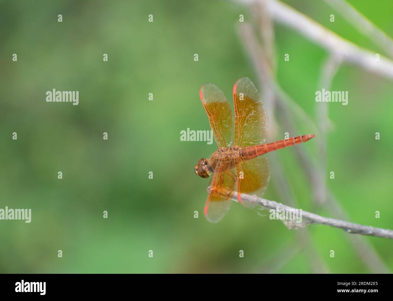 Grashüpfer sind eine Gruppe von Insekten, die zur Unterordnung Caelifera gehören. Grashüpfer sind typischerweise am Boden lebende Insekten mit mächtigen Hinterbeinen. Stockfoto