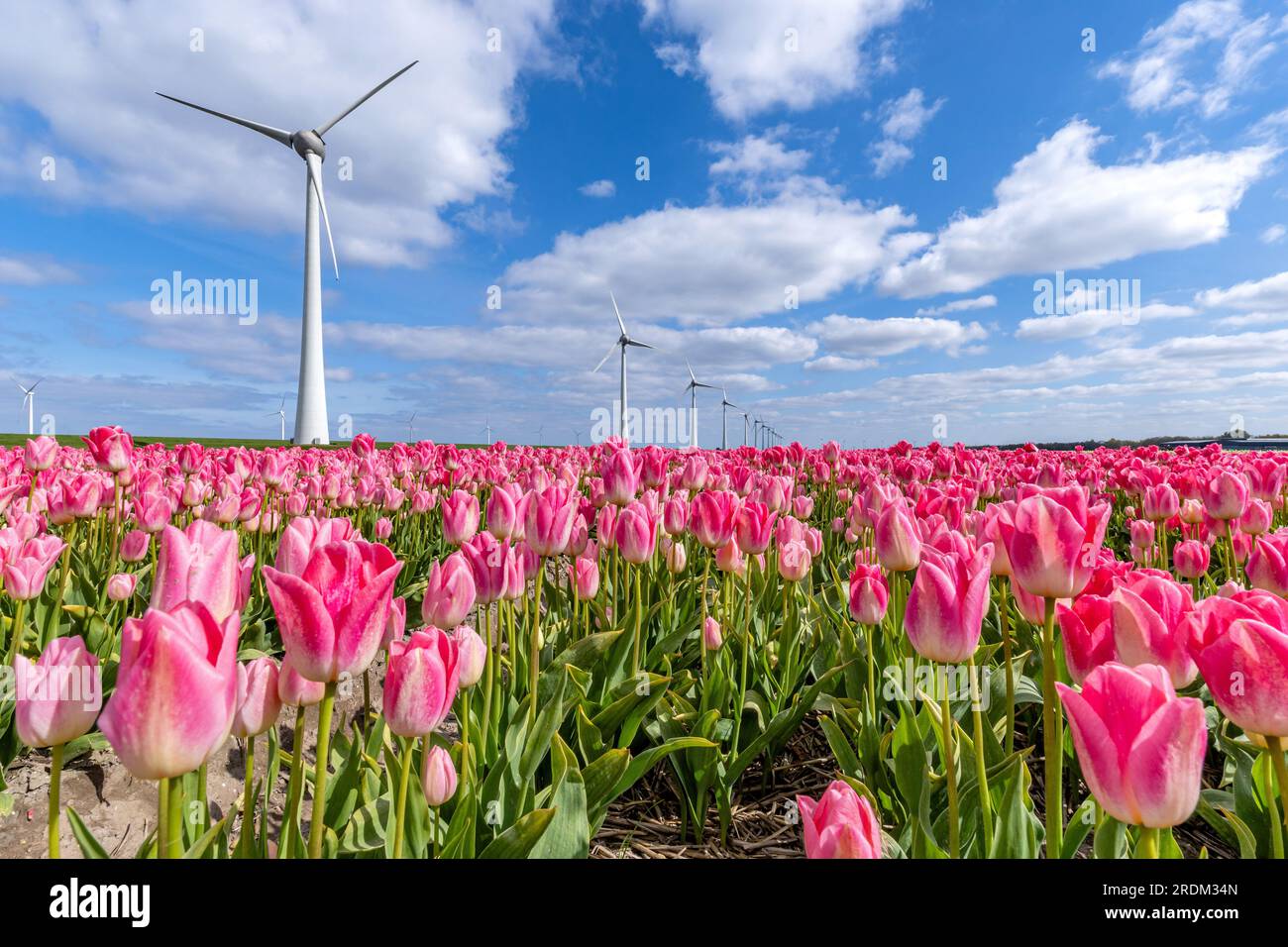 Feld mit rosafarbenen Triumph-Tulpen (Sorte „Dynasty“) in Flevoland, Niederlande Stockfoto