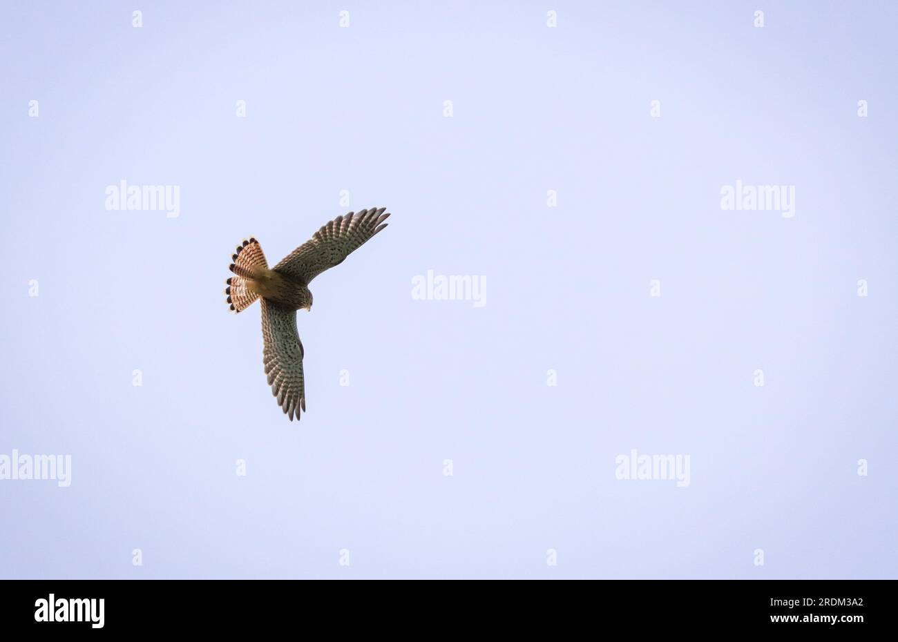 kestrel am Himmel, fliegender Falke am blauen Himmel Stockfoto