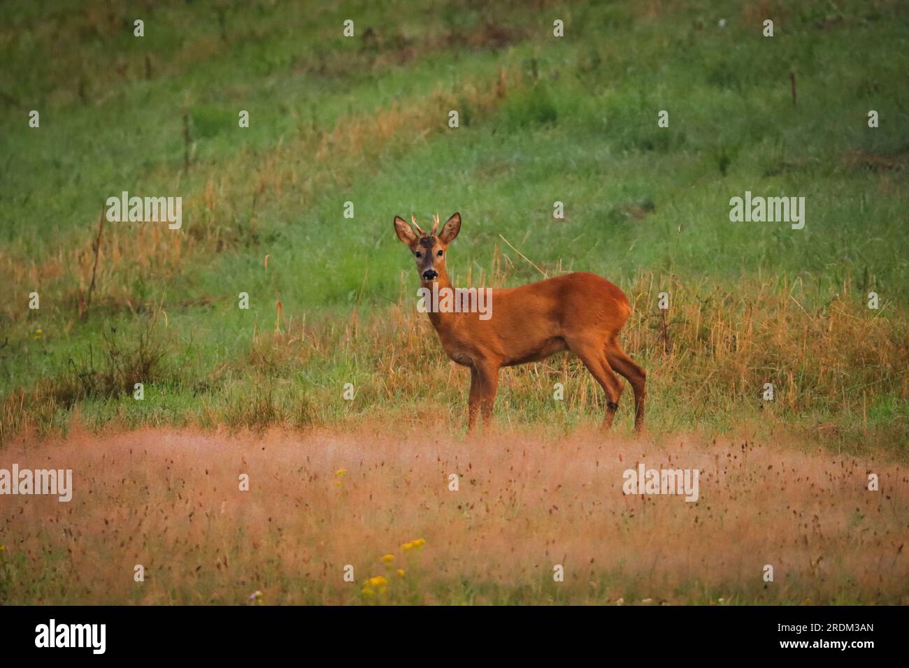 Ein junges Roebuck steht auf den Feldern und spielt in der Kamera, wildes Reh in der Natur Stockfoto