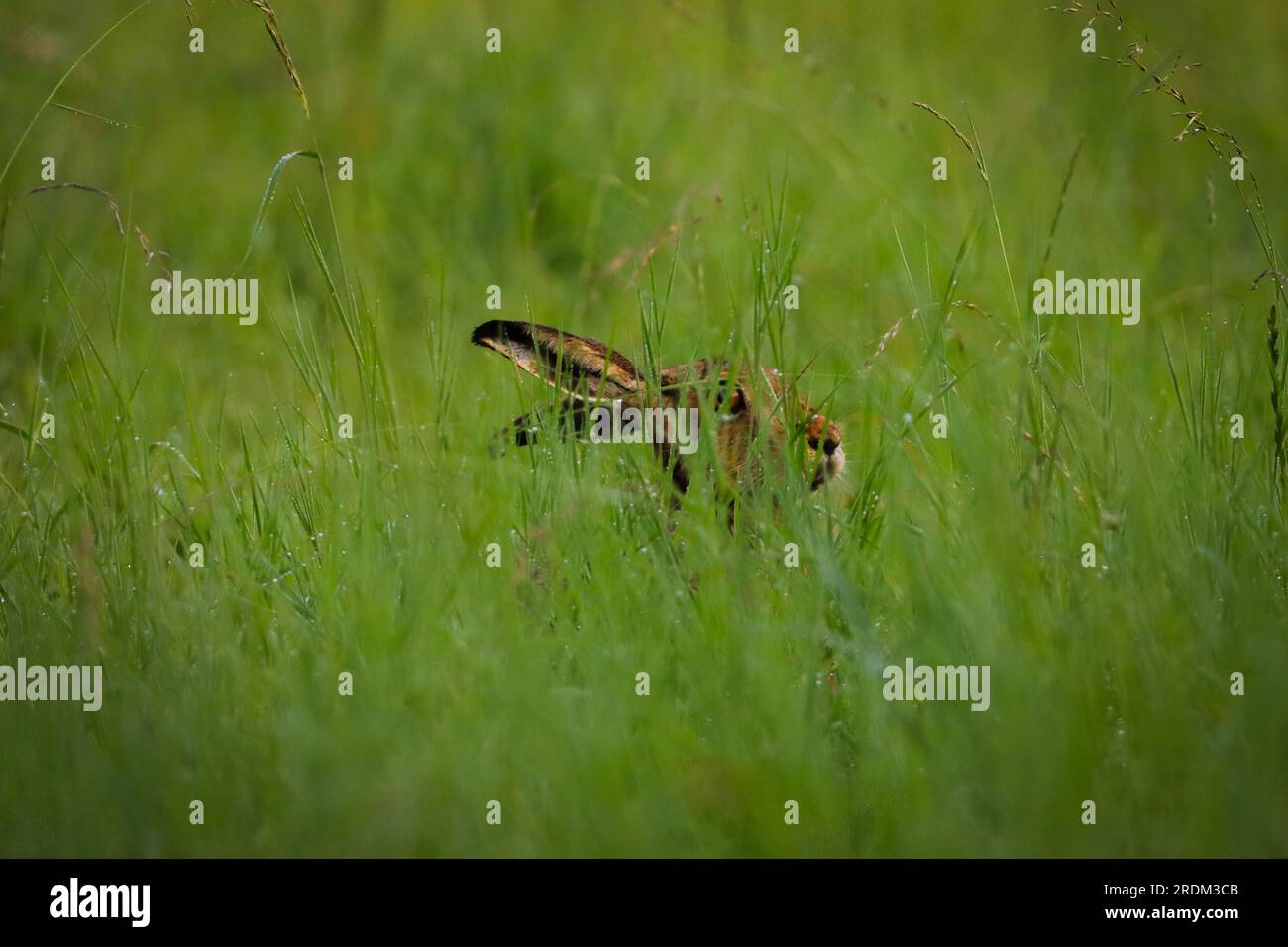 hase versteckt im Gras, Hase im grünen Gras Stockfoto