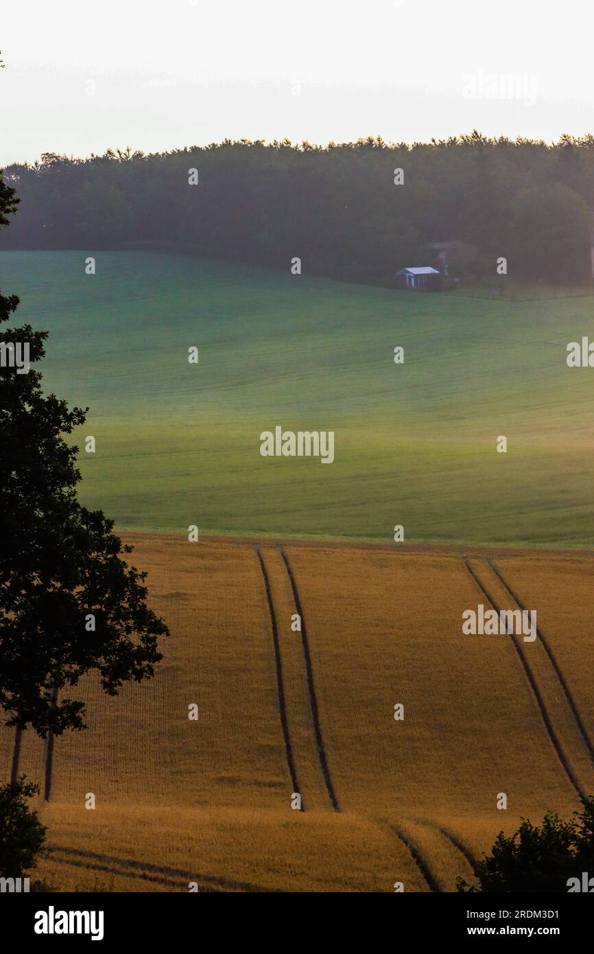 Maisfeld am Morgen Stockfoto