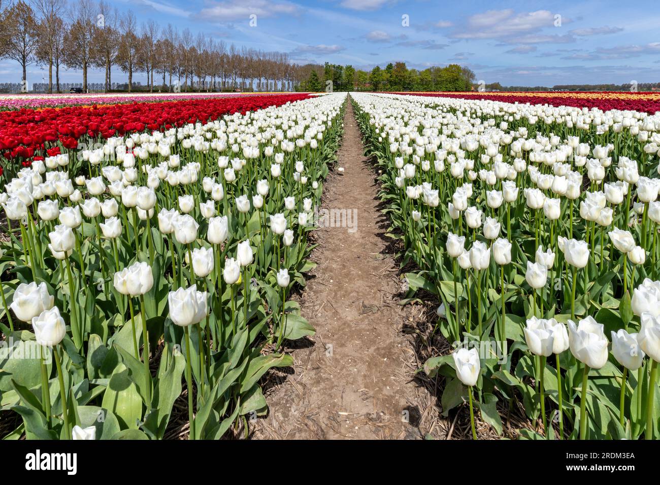 Feld mit weißen Triumph-Tulpen (Sorte „Franciscus“) in Flevoland, Niederlande Stockfoto