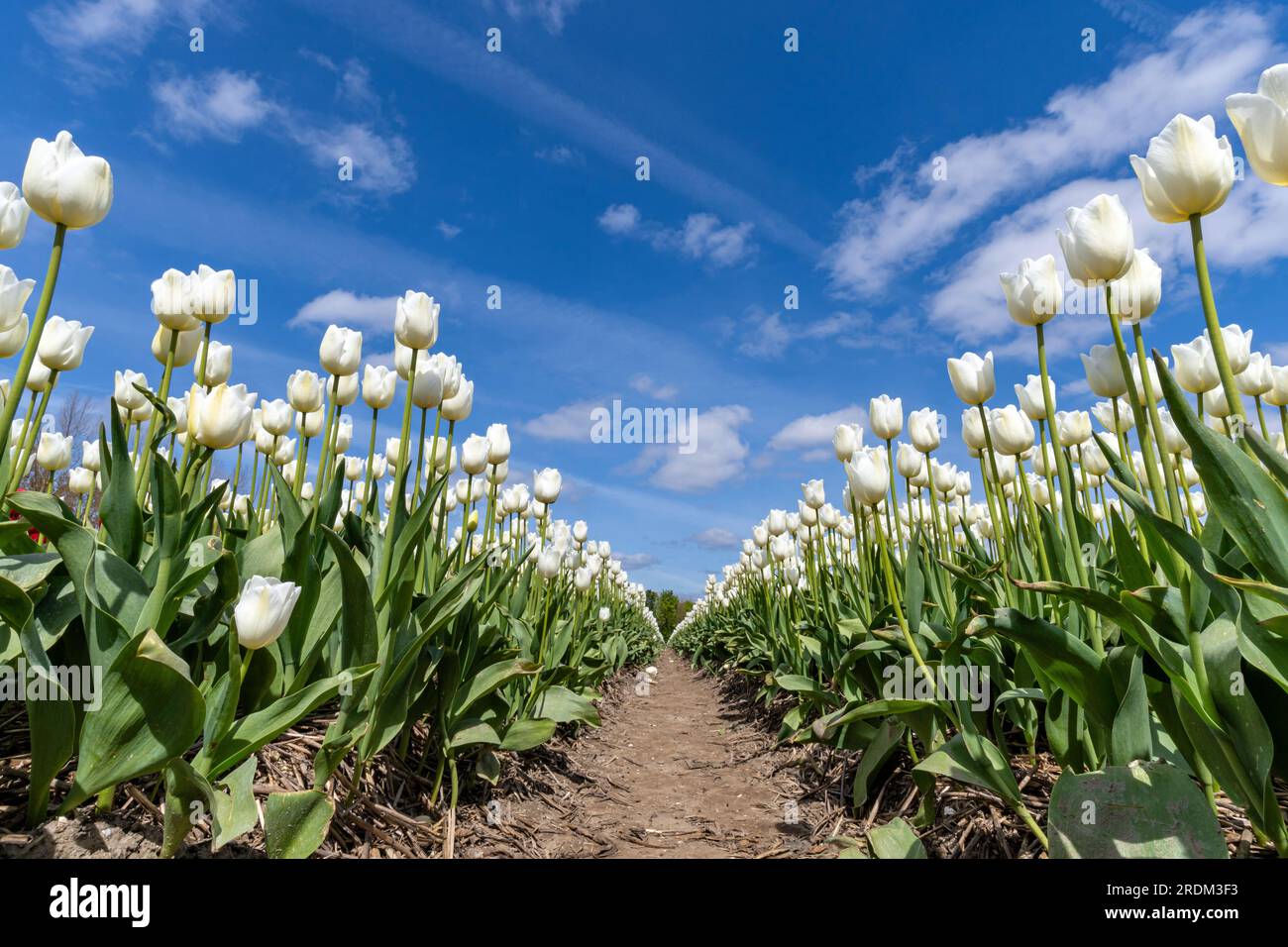 Feld mit weißen Triumph-Tulpen (Sorte „Franciscus“) in Flevoland, Niederlande Stockfoto