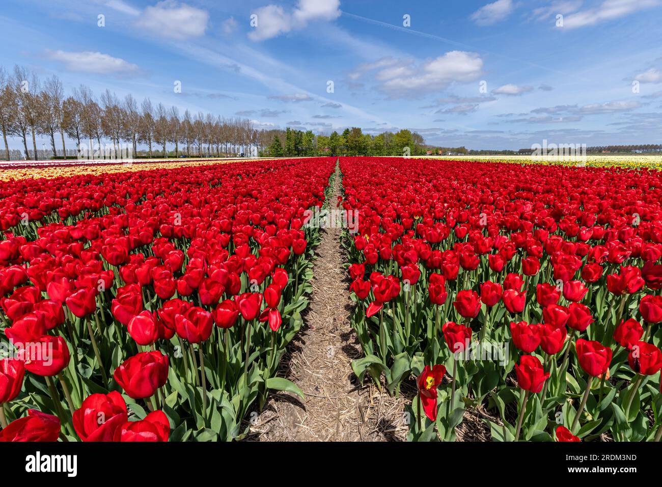 Feld mit roten Triumph-Tulpen (Sorte „Heartbreaker“) in Flevoland, Niederlande Stockfoto