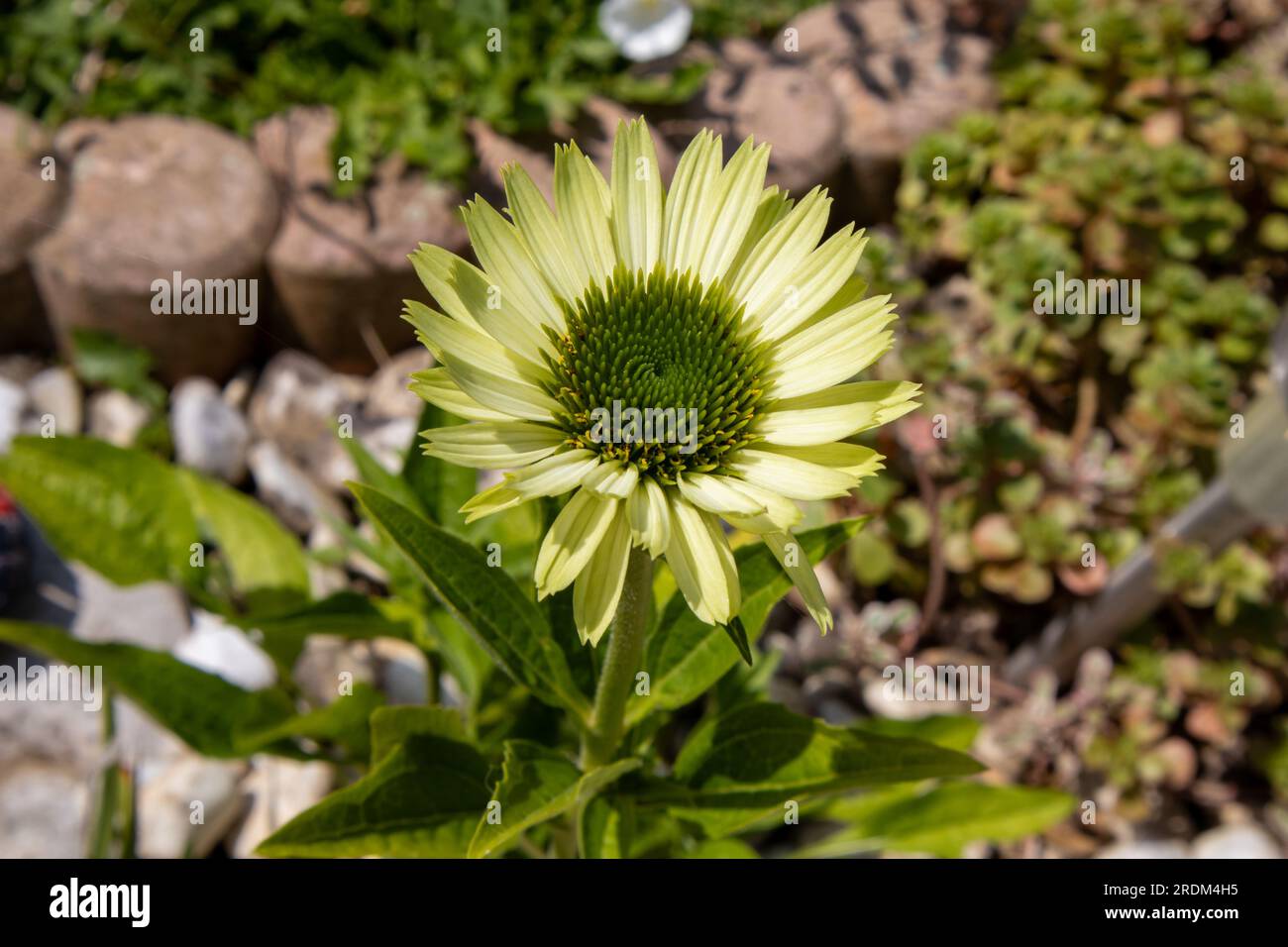 Coneflowers im Garten Stockfoto
