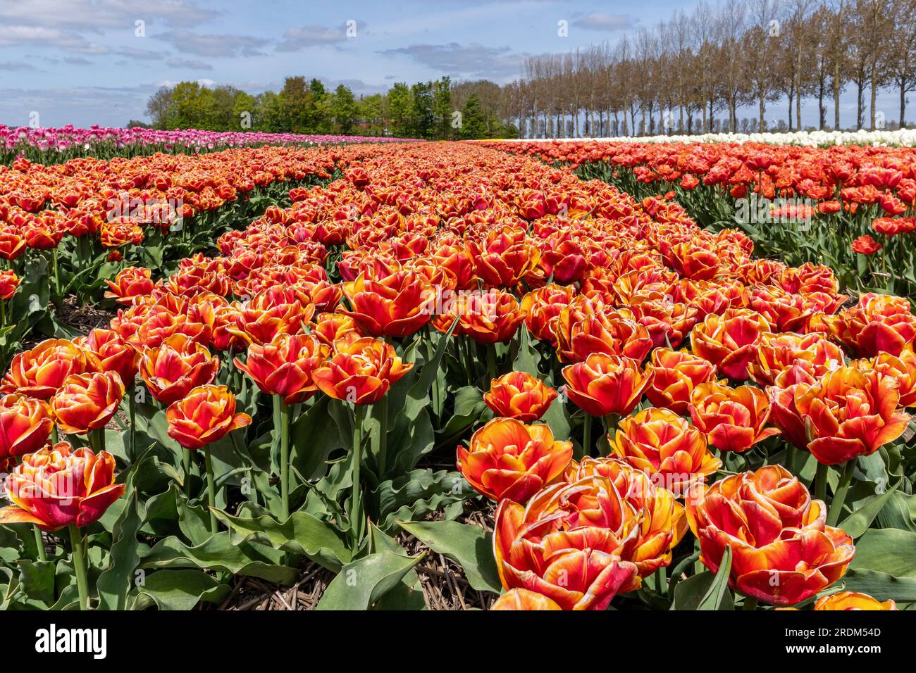 Feld mit roten und gelben Doppeltulpen (Sorte „Nyenrode“) in Flevoland, Niederlande Stockfoto