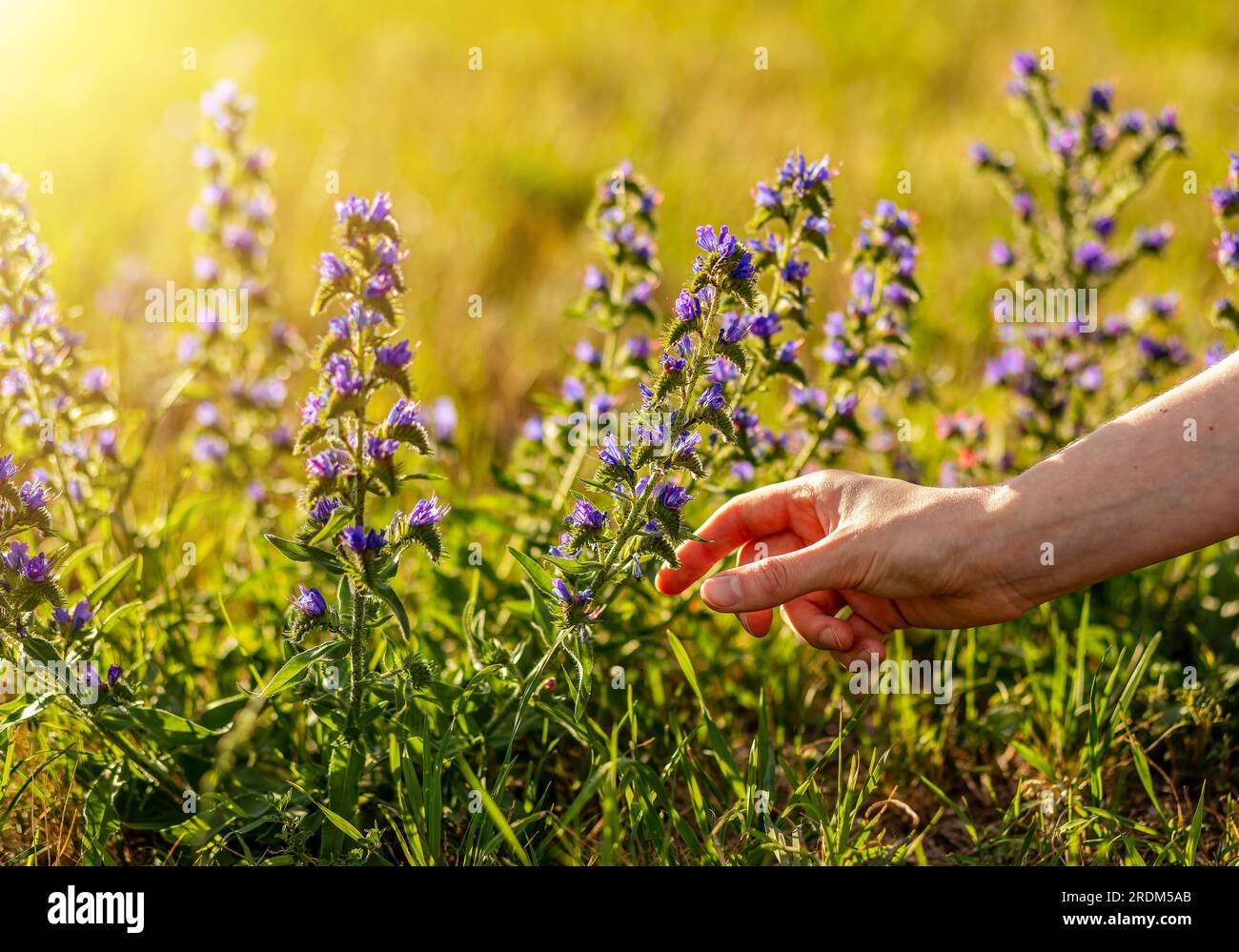 Handgepflückt, Kräuterblumen sammeln, Wildpflanzen, Echium vulgare, Viper Bugloss, Blaukraut. Stockfoto