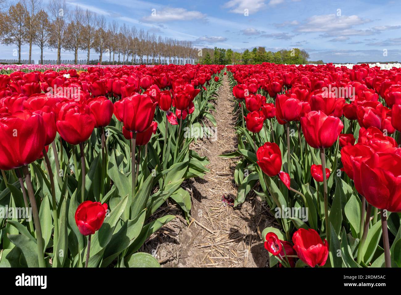 Feld mit roten Tulpen (Sorte „Red Magic“) in Flevoland, Niederlande Stockfoto